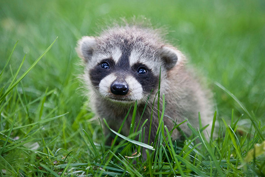 Peanut the Racoon